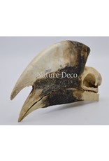 . Bruinoorneushoornvogel schedel