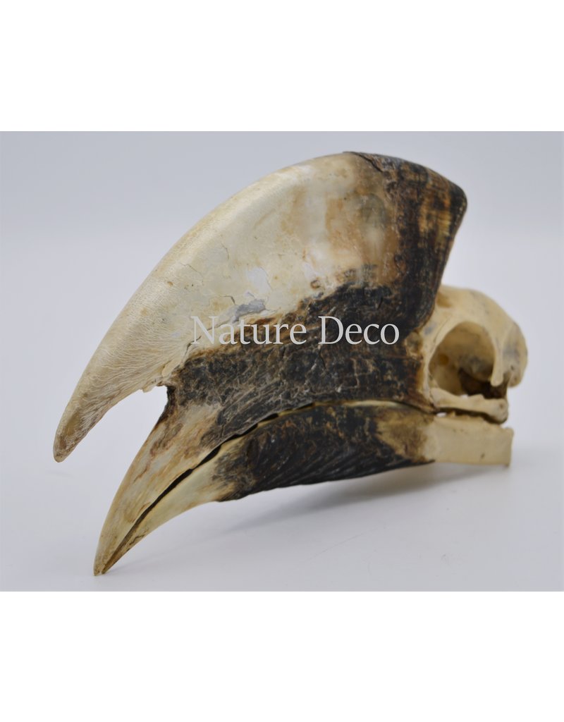 . Brown-cheeked Hornbill skull