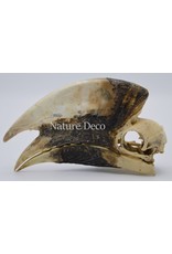 . Brown-cheeked Hornbill skull