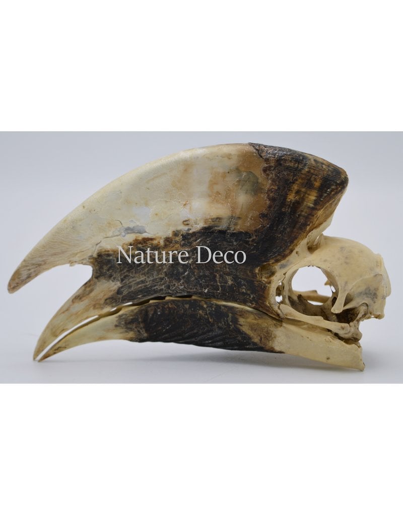 . Brown-cheeked Hornbill skull