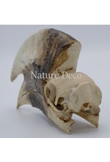 . Brown-cheeked Hornbill skull