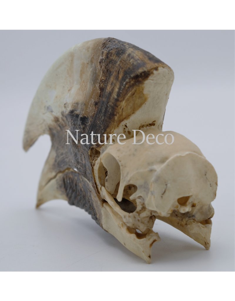 . Brown-cheeked Hornbill skull