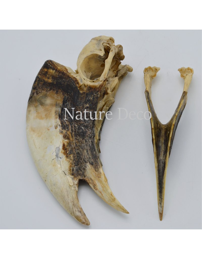 . Brown-cheeked Hornbill skull