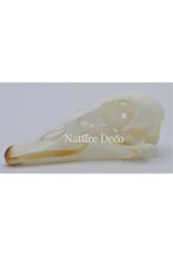 .  Canadian goose skull