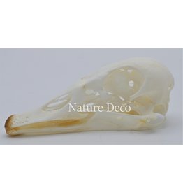 . Canadian goose skull