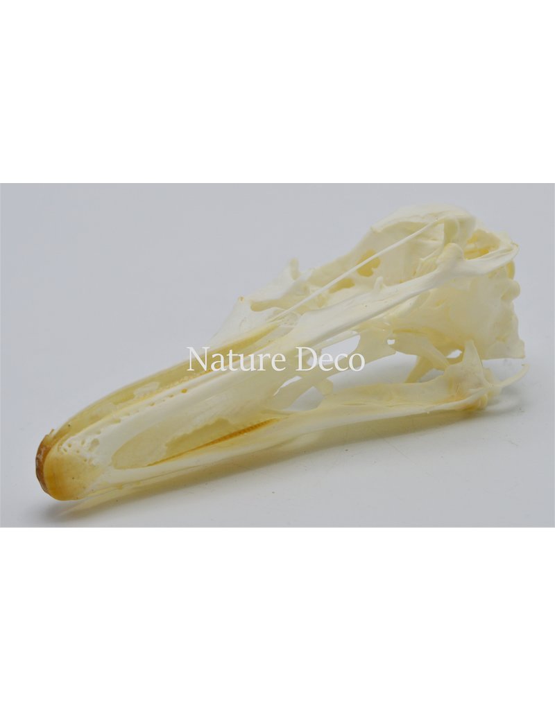 .  Canadian goose skull