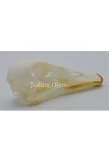 .  Canadian goose skull