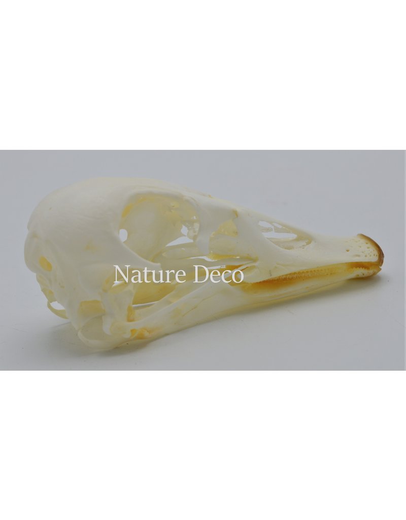 .  Canadian goose skull