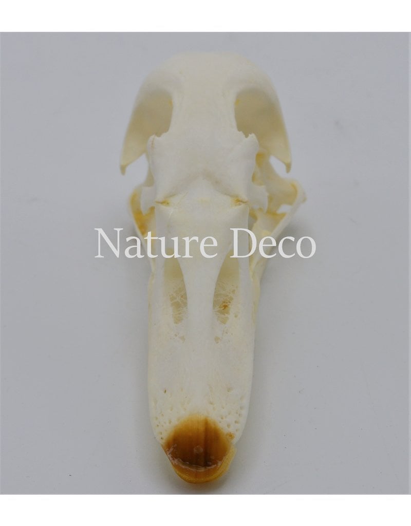 .  Canadian goose skull