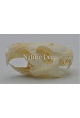 .  Guinea pig skull