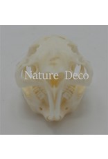 .  Guinea pig skull