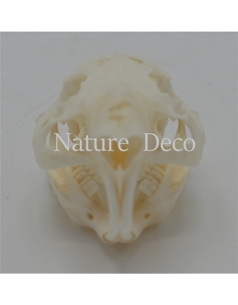 .  Guinea pig skull