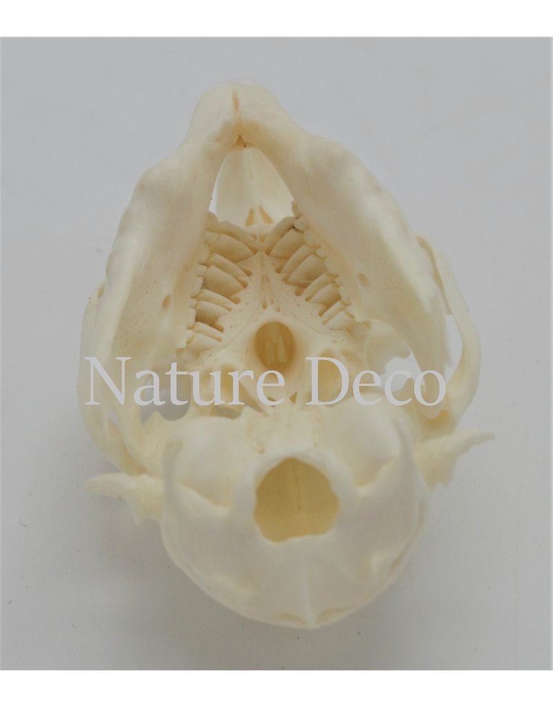 .  Guinea pig skull