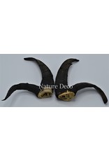 Nature Deco Horns set 5 Jacob scheep