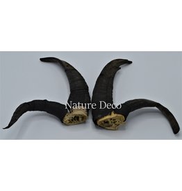 Nature Deco Horns set 5 Jacob scheep