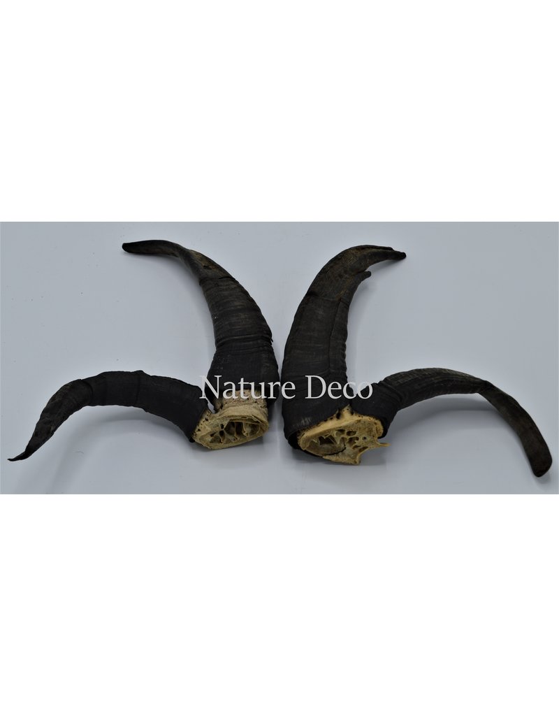 Nature Deco Horns set 5 Jacob scheep