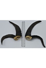 Nature Deco Horns set 5 Jacob scheep