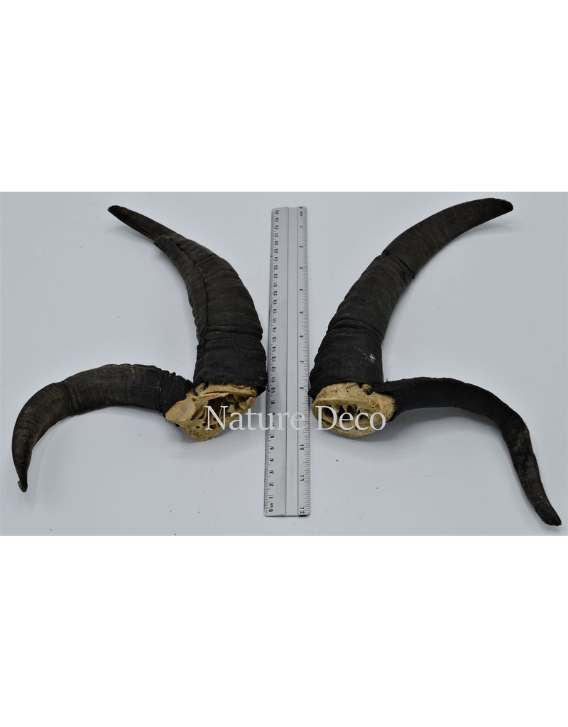 Nature Deco Horns set 5 Jacob scheep