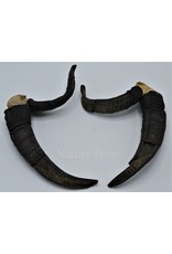 Nature Deco Horns set 5 Jacob scheep