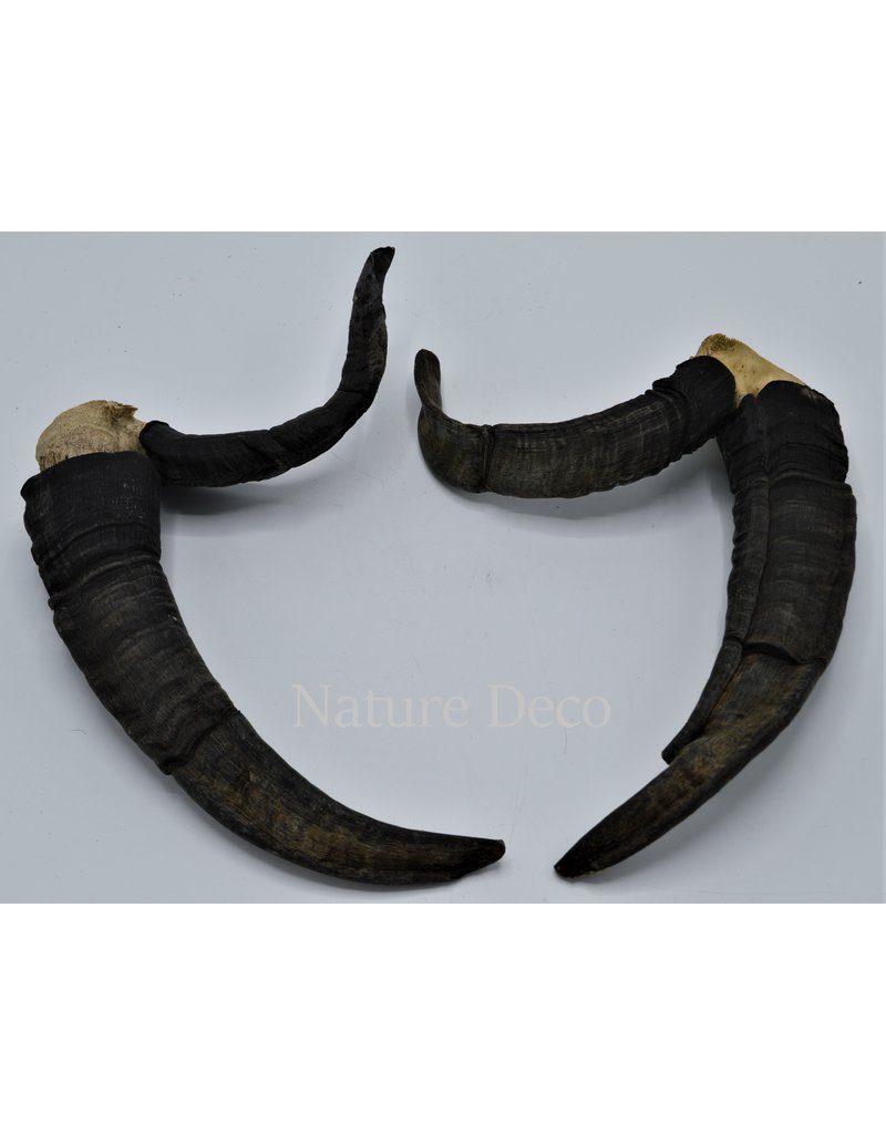 Nature Deco Horns set 5 Jacob scheep