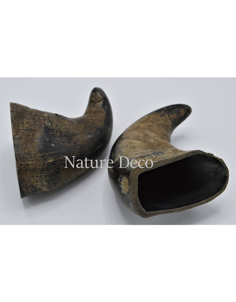 . Water buffalo horn S