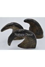 . Water buffalo horn S