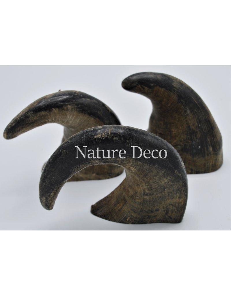 . Water buffalo horn S