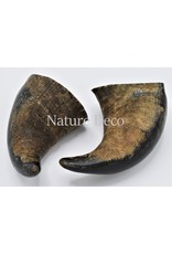 . Water buffalo horn S