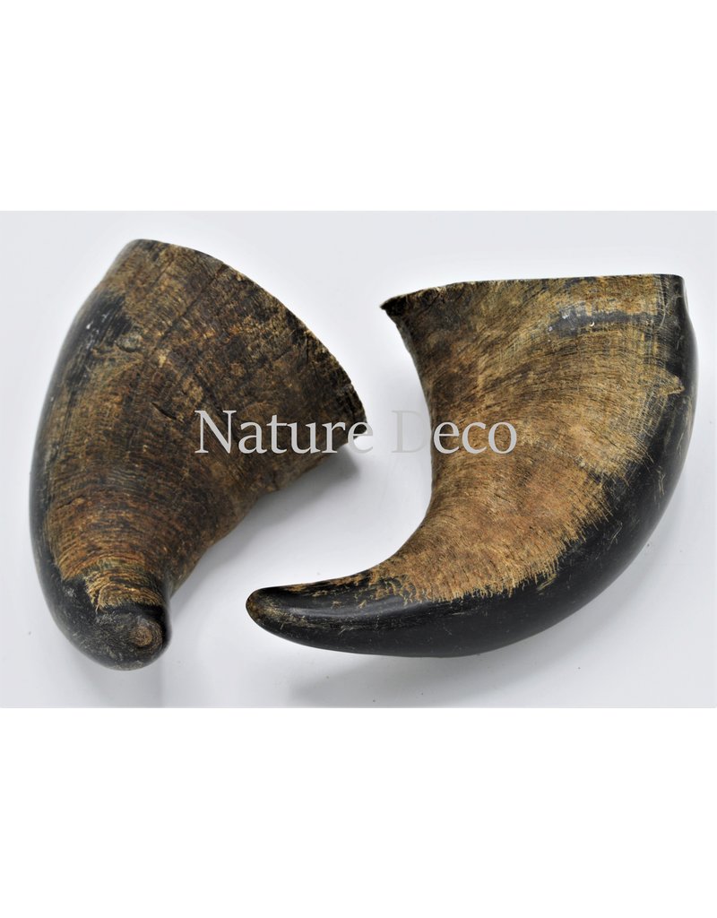 . Water buffalo horn S