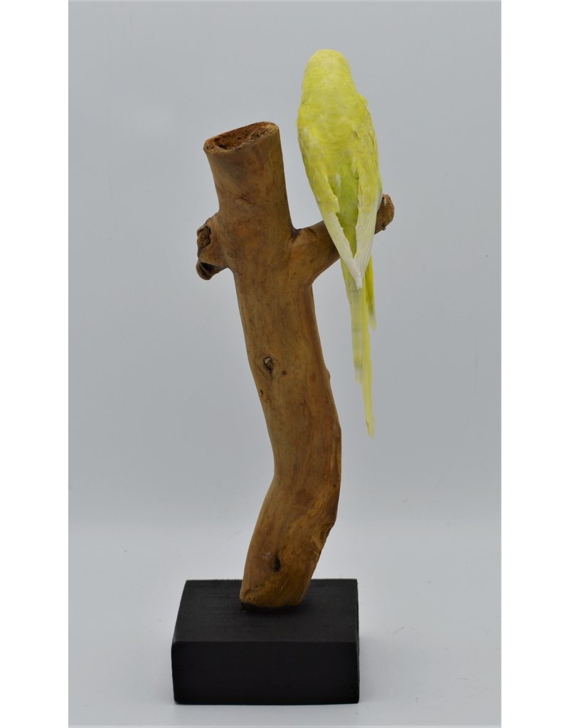 Nature Deco Mounted Budgerigar yellow nr2