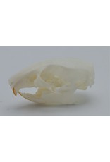 . Natal multimammate mouse skull (Mastomys natalensis)