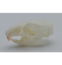 . Natal multimammate mouse skull