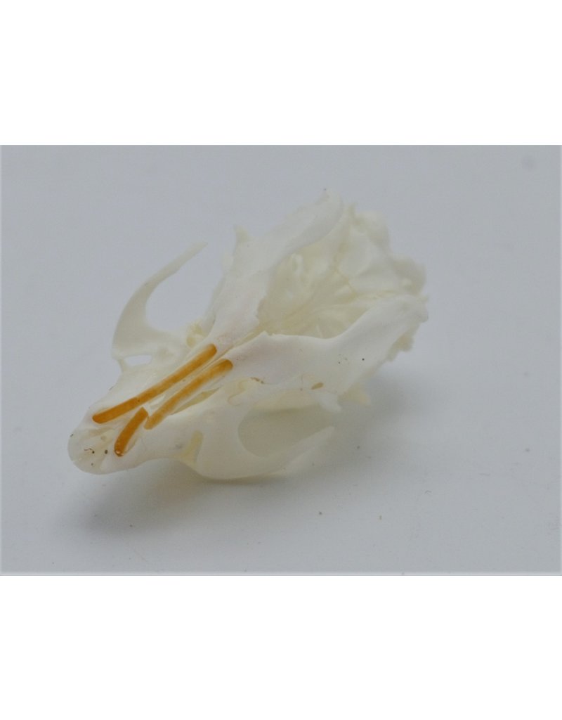 . Natal multimammate mouse skull (Mastomys natalensis)
