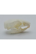 . Natal multimammate mouse skull (Mastomys natalensis)