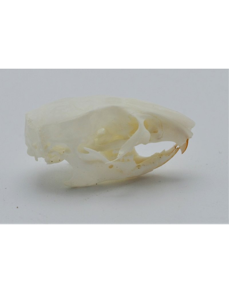 . Natal multimammate mouse skull (Mastomys natalensis)