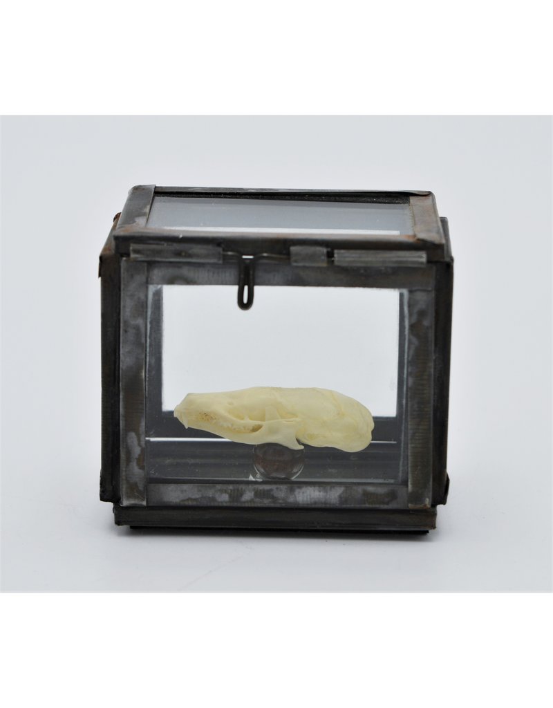 . Mol Schedel in box