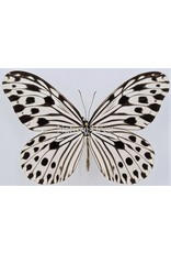 . Unmounted Ideopsis Gaura