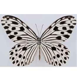 . Unmounted Ideopsis Gaura