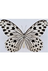 . Unmounted Ideopsis Gaura