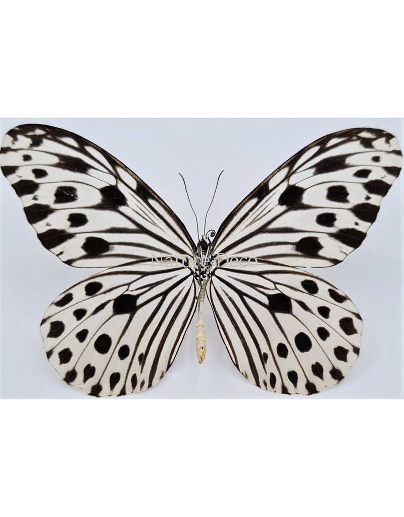 . Unmounted Ideopsis Gaura