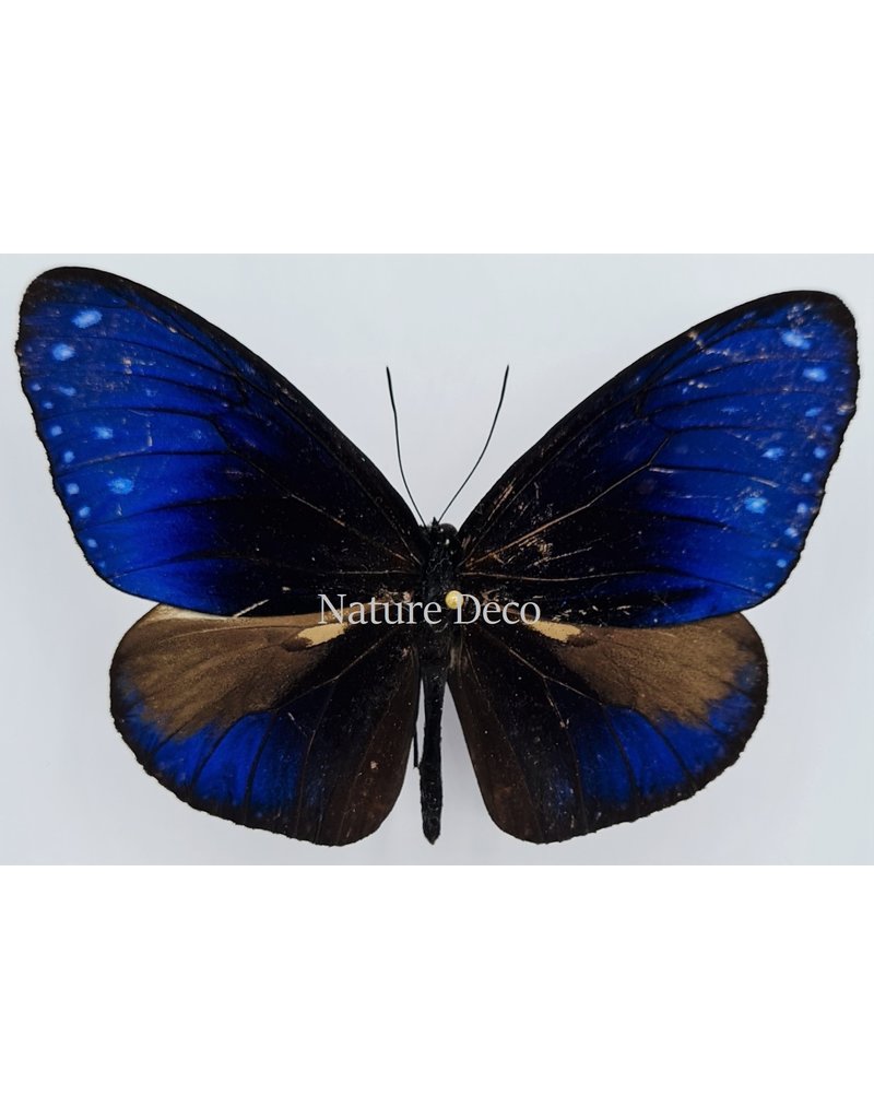 . Unmounted Euploea Mulciber (male)