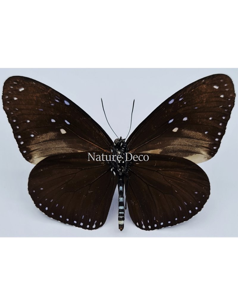 . Unmounted Euploea Mulciber (male)