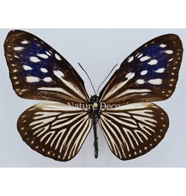 . Unmounted Euploea Mulciber (female)