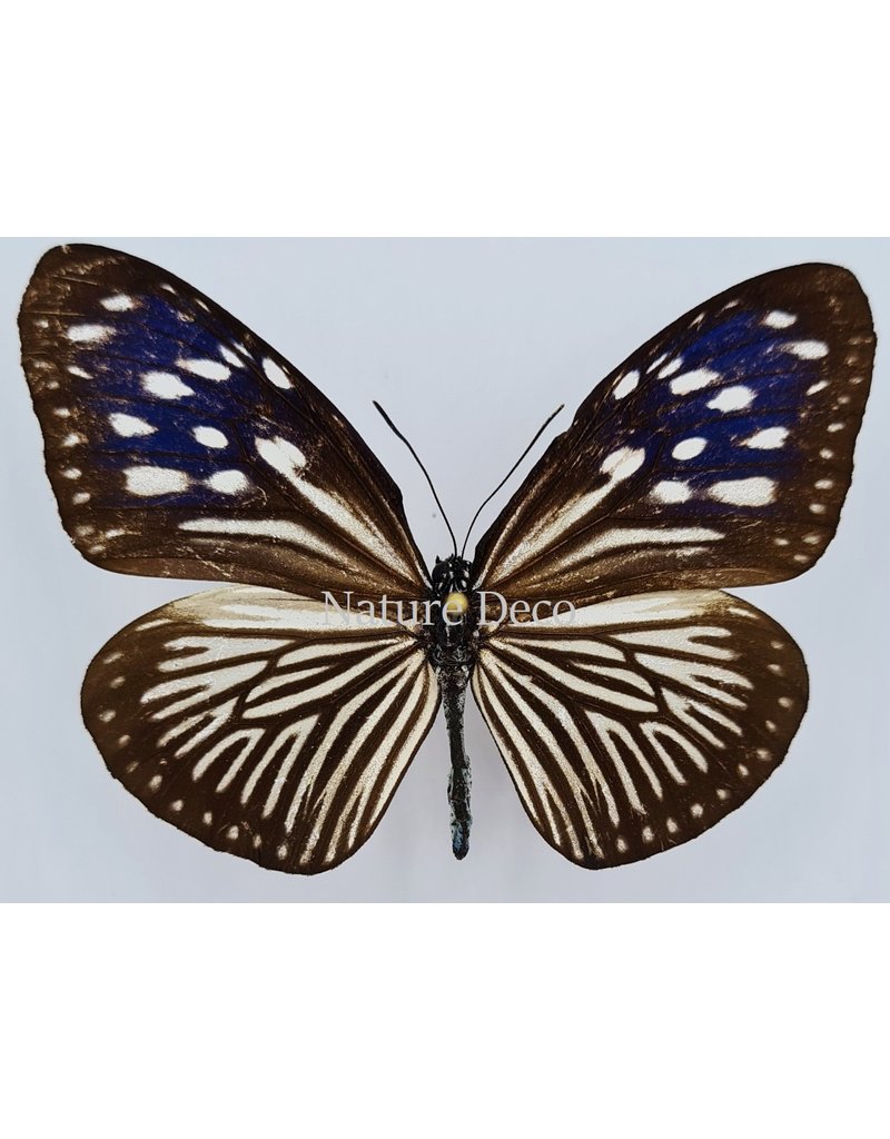 . Unmounted Euploea Mulciber (female)