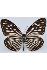 . Unmounted Euploea Mulciber (female)