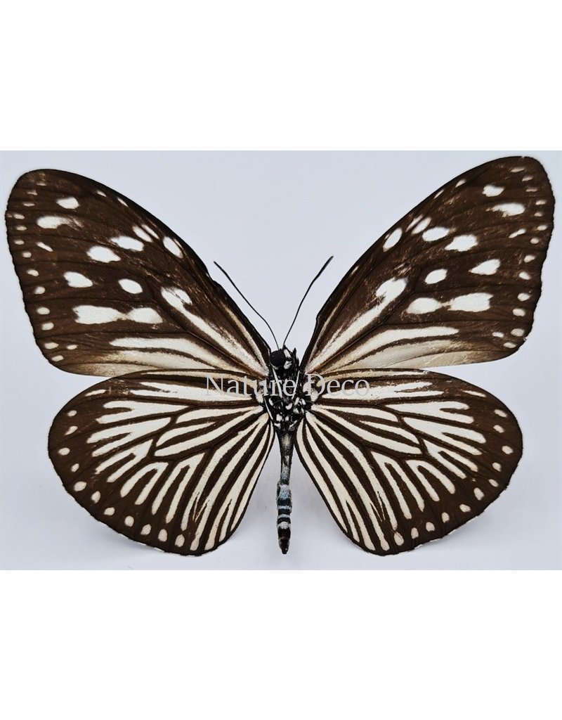 . Unmounted Euploea Mulciber (female)