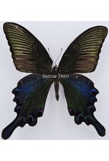 . Unmounted Papilio Bianor