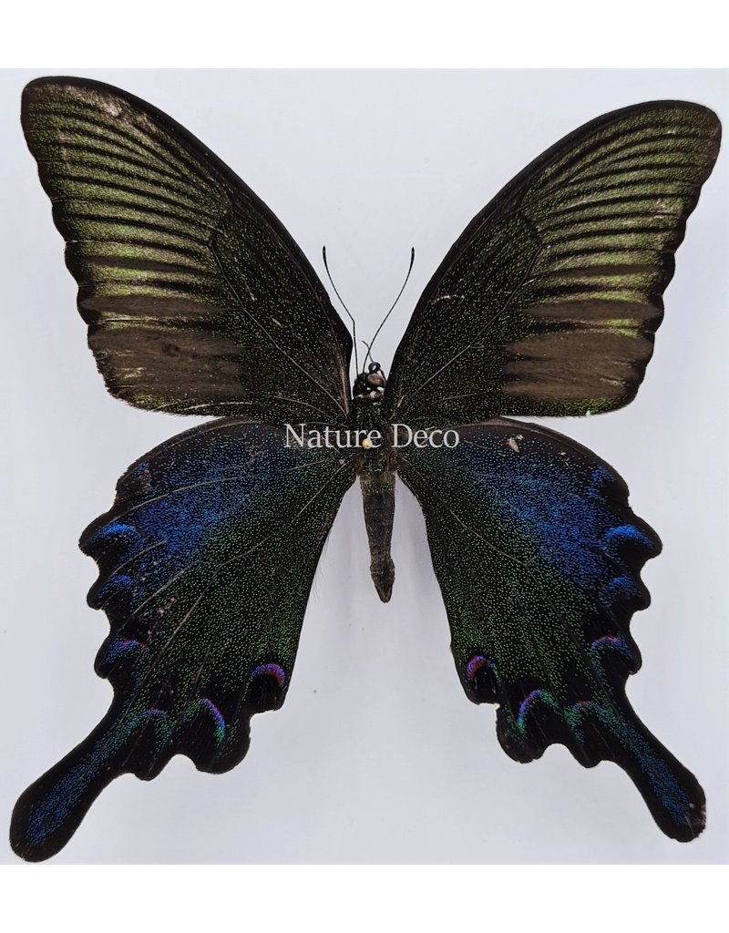 . Unmounted Papilio Bianor