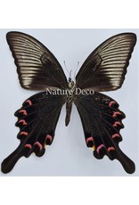 . Unmounted Papilio Bianor