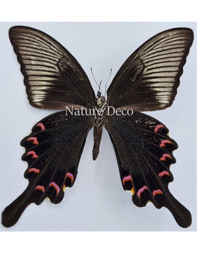 . Unmounted Papilio Bianor